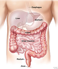 A Healthy Colon Is Important The One Of Most Ignored Organs In Human Body When Toxins Build It Makes Whole